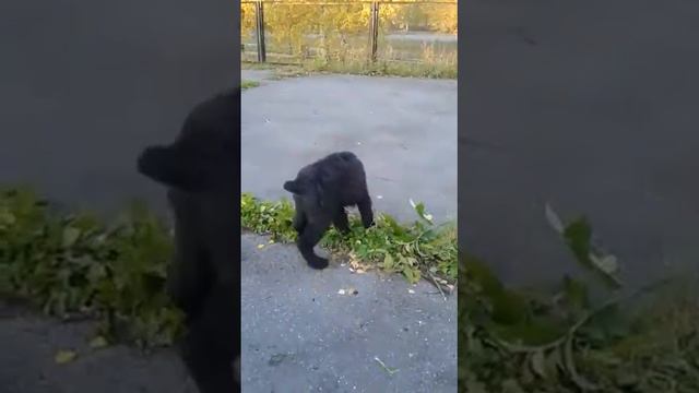 Роман-Кош Павана с сыном смотреть онлайн