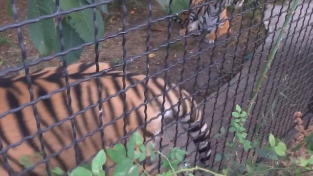 Шерхан вылизывает только что рождённого тигрёнка !!! ( Тайган ) смотреть онлайн