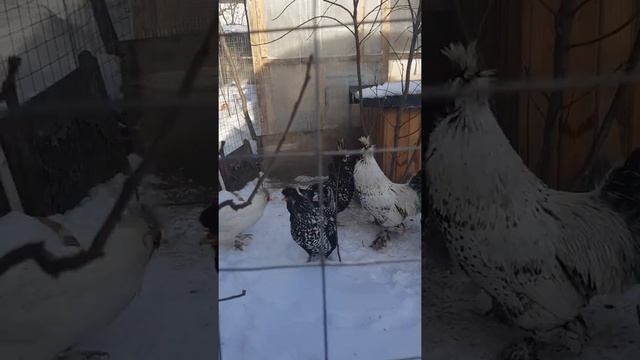 Павловские куры серебро и белые смотреть онлайн