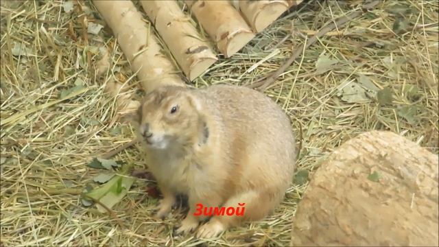 Луговые собачки в разное время года 14.11.2020 смотреть онлайн