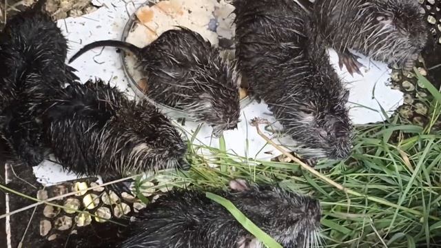 Завтрак нутрий / ОДНА на хозяйстве!!! смотреть онлайн