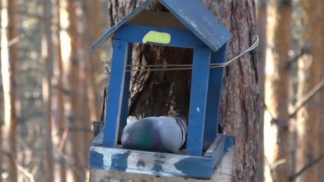Голубь в кормушке | Pigeon in the trough смотреть онлайн