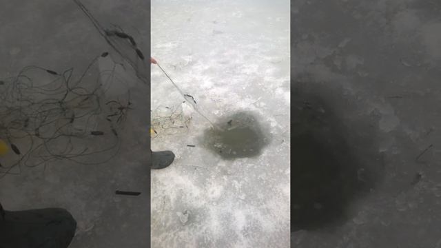 Горсад !режим сети ч1 смотреть онлайн