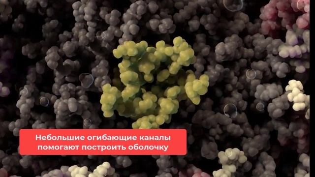 Строение вируса  SARS-CoV-2. Что такое SARS-CoV-2? #SARSCoV2 #Строениевируса