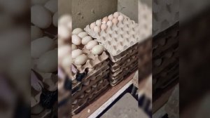 Как собирать и хранить яйцо для инкубации.