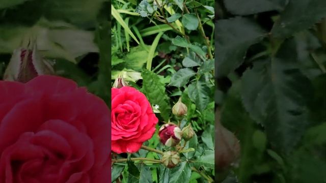 Роза Никколо Паганини. Rose Niccolo Paganini, Meilland selection of 1991 смотреть онлайн