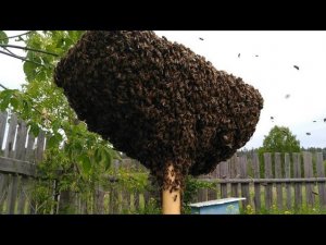 Самодельный привой Рой пчёл