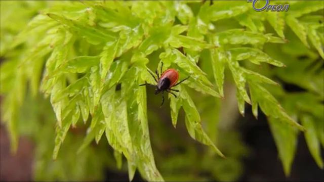 Сланцы отмечается активность клещей смотреть онлайн