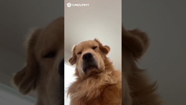 Когда случайно включил фронталку смотреть онлайн