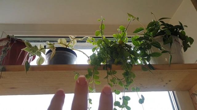 Флорариум ? фуксии ? бегонии ? влог, цветочные будни ? 10.06.2022 смотреть онлайн