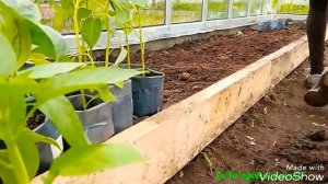 Посадка ПЕРЦЕВ и БАКЛАЖАН в одной теплице. Как получить хороший урожай. 06.05.18 г. Московская обл.