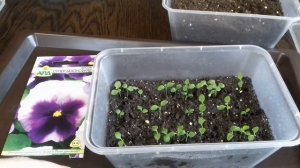 Всходы виолы. Уход за сеянцами виолы