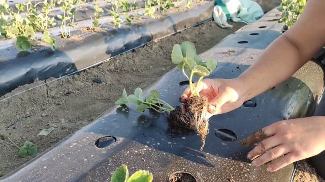 Как правильно сажать саженцы клубники!