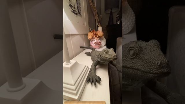 Сказки от Елены Валюшкиной часть 38-я Корней Чуковский Доктор Айболит Часть 6-я