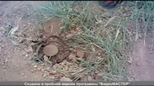 2013. ОХОТА НА СУРКА С КАПКАНОМ!