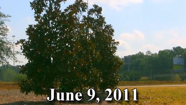 *Magnolia Grandiflora 'Little Gem'Tree* +Dwarf Tree White Flowers+