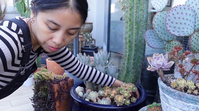 Unboxing Aeonium Medusa & fixing up my Rainbow Cactus смотреть онлайн