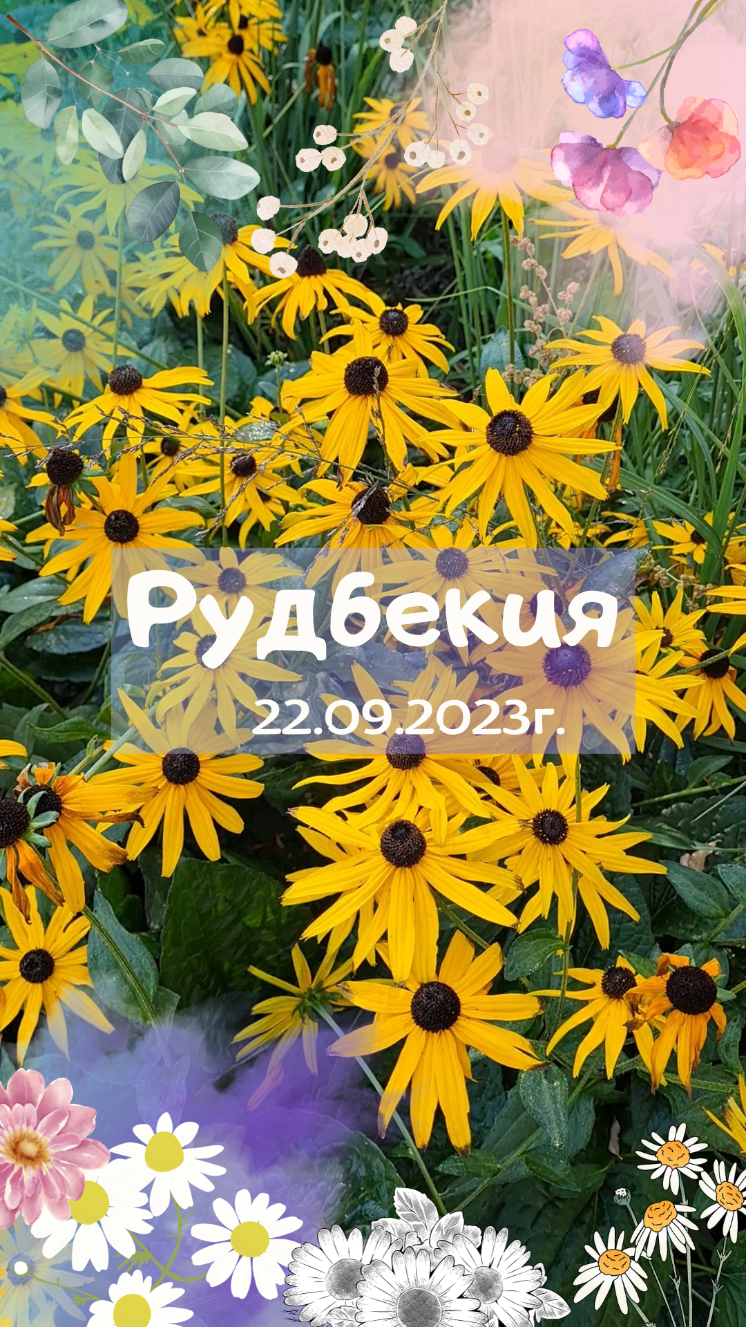 Рудбекия 22-09-2023г