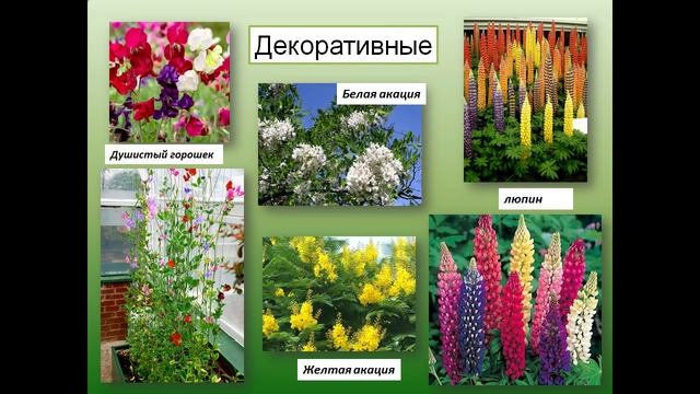 Семейства класса Двудольные смотреть онлайн
