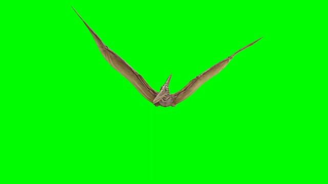 Flying Pterodactyl Dinosaur Green Screen (Down load link) смотреть онлайн