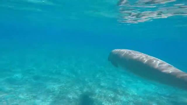 Плавание с дюгонем в Красном Море смотреть онлайн
