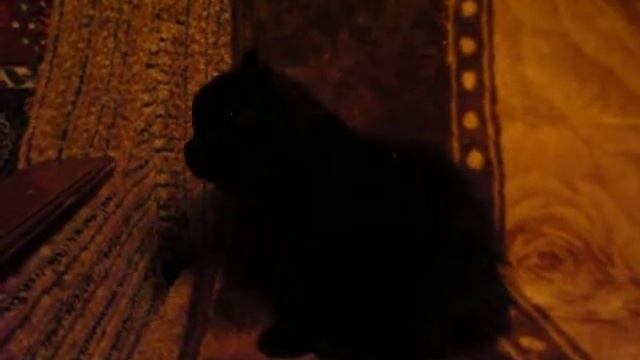 Скоттиш - страйт. Кошка. Черная смотреть онлайн