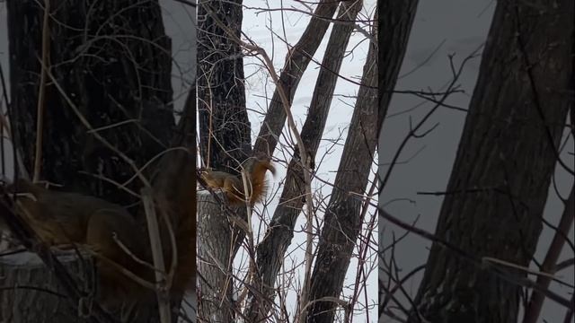 Белка летяга (на маленькие расстояния) #shorts #funnyanimals #squirrel смотреть онлайн