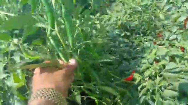 Star field Hybrid chilli victory смотреть онлайн