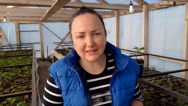 Подкормки и обработки при выращивании саженцев ежевики и малины с ЗКС смотреть онлайн