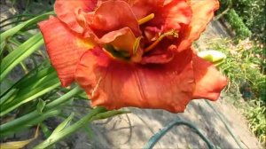 Лейси Долли  махровый лилейник