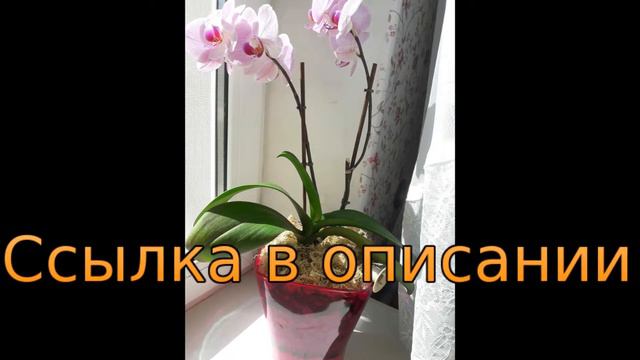 корни орхидей в закрытой системе смотреть онлайн