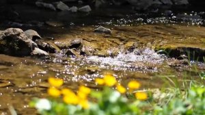 ЖУРЧАНИЕ РУЧЬЯ • ПЕНИЕ ПТИЦ • РАССЛАБЛЕНИЕ • МЕДИТАЦИЯ