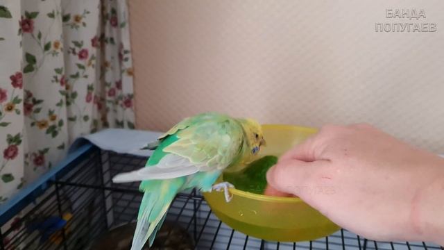 ☕ Ричулька купается ☔️ смотреть онлайн