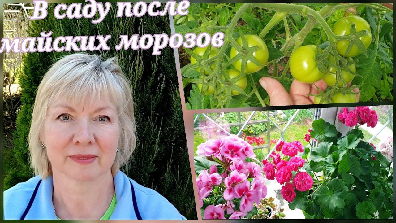 Сад после майских заморозков-потери.Пересаживаю герань,так, чтоб цвела все лето.Что в теплицах. смотреть онлайн