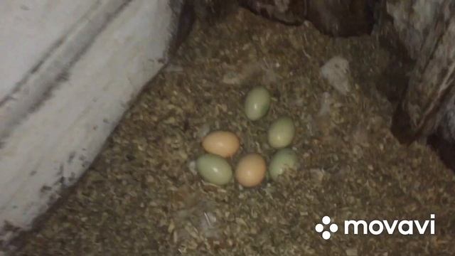 Курочка уселась насиживать яйца/ А как же дела с оплодом яиц/ Строим новый забор смотреть онлайн