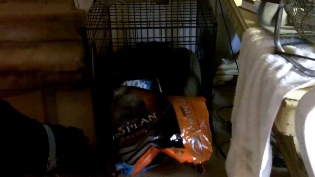 Gizmo really loves his ProPlan! смотреть онлайн