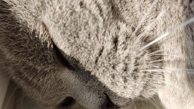 Кот хитрюга#мурзик #дача #цветы смотреть онлайн