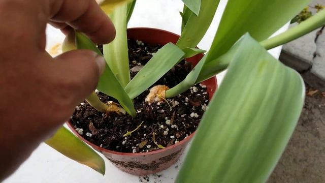 Mire los resultados de los bulvos de tulipanes que me regalaron. смотреть онлайн
