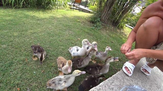 ОЗЕРО ДИВНОЕ. ЛЕБЕДЬ ГРУБИЯН. РЕКА ПСЕЗУАПСЕ. МОРЕ. ЛАЗАРЕВСКОЕ. смотреть онлайн