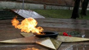 Птицы белые