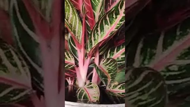 Tanaman Hias Aglaonema Pride Of Sumatra.