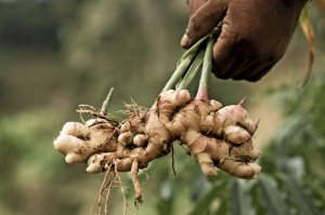 4 способа посадки ИМБИРЯ      #garden   #farm