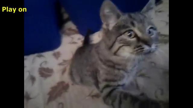 Приколы.Черные кошки - смешное видео, приколы, смотреть онлайн смотреть онлайн