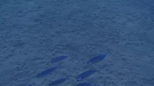 Маленькие Киты смотреть онлайн