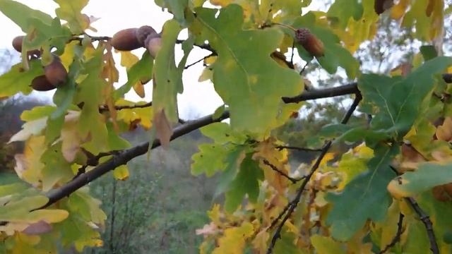 А Всё-таки, Чем полезен Дуб Для Человека? Полезные Свойства и Вред смотреть онлайн