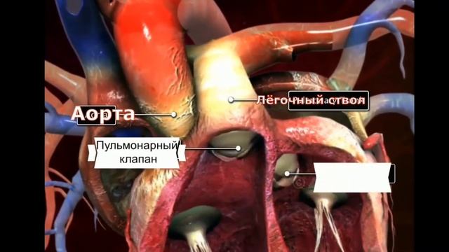Как устроено сердце человека? | ПОЛЕЗНЫЙ ЮТУБ смотреть онлайн