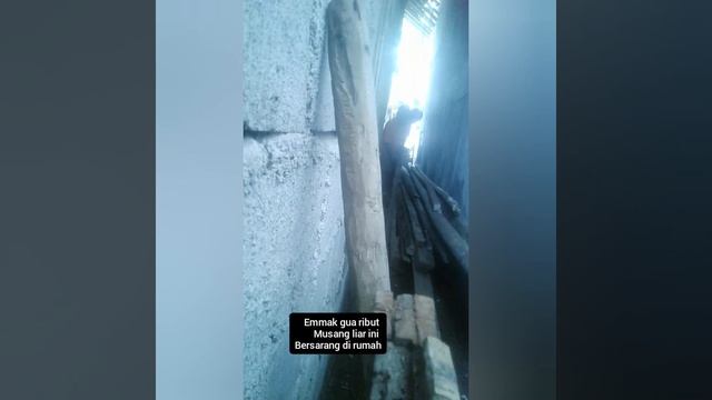 Rejeki Nomplok Musang Bersarang Di Rumah | Musang Biul | Musang Binturong-hewan Populer