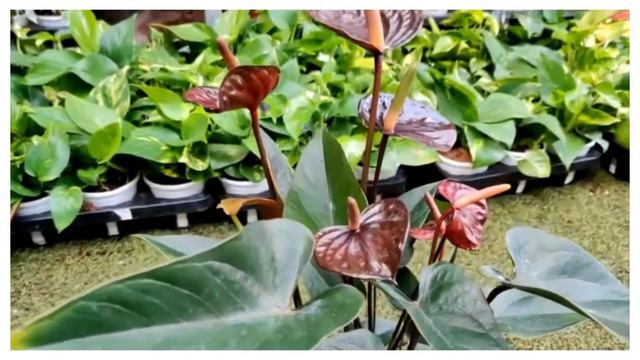Black Anthurium Plant