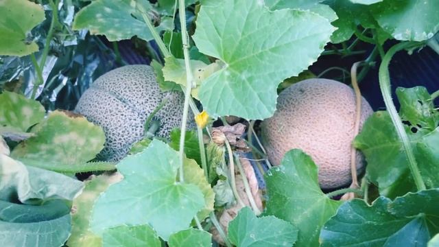 Hydroponic Cantaloupe And Cucumber Harvest смотреть онлайн