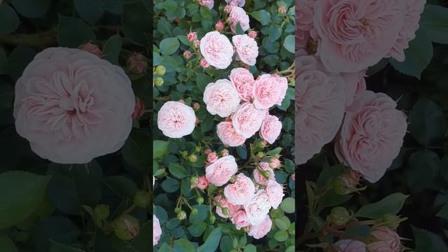 Роза Байландо Bailando смотреть онлайн